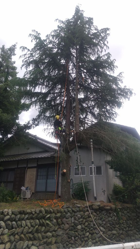 住宅の軒先すぐ横で、ロープを張って高木を樹上から解体している現場