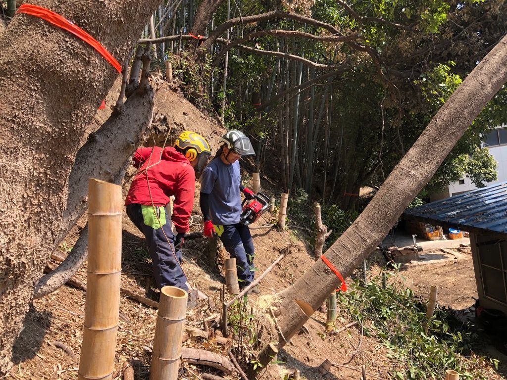 斜面で竹林側から重機不可の伐採作業をする2名